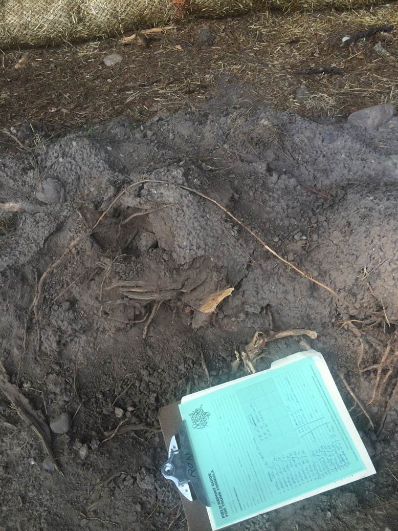 Tree damage remediation