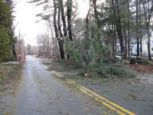 Utility vegetation management project photo 3